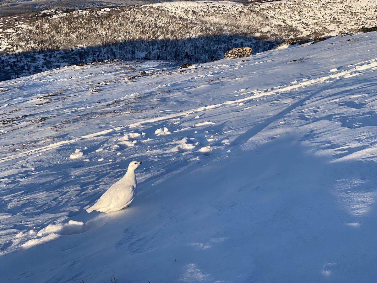 White-tailed Ptarmigan - ML198380471