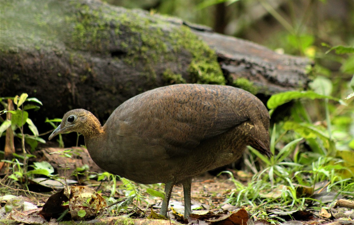 Solitary Tinamou - ML198383621