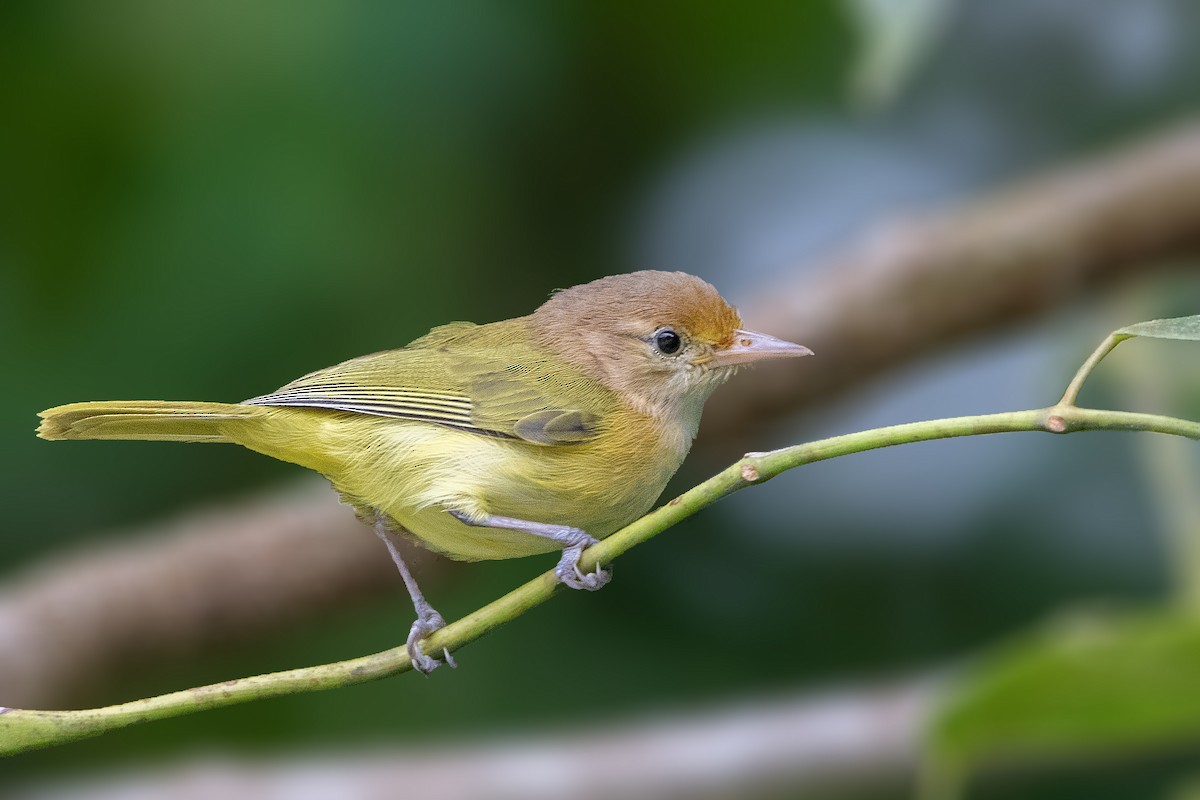 Golden-fronted Greenlet - Bradley Hacker 🦜