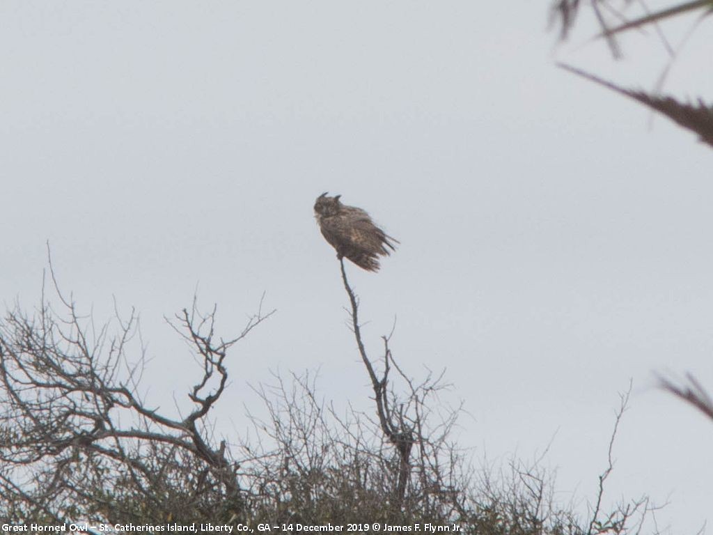 Great Horned Owl - ML198387751