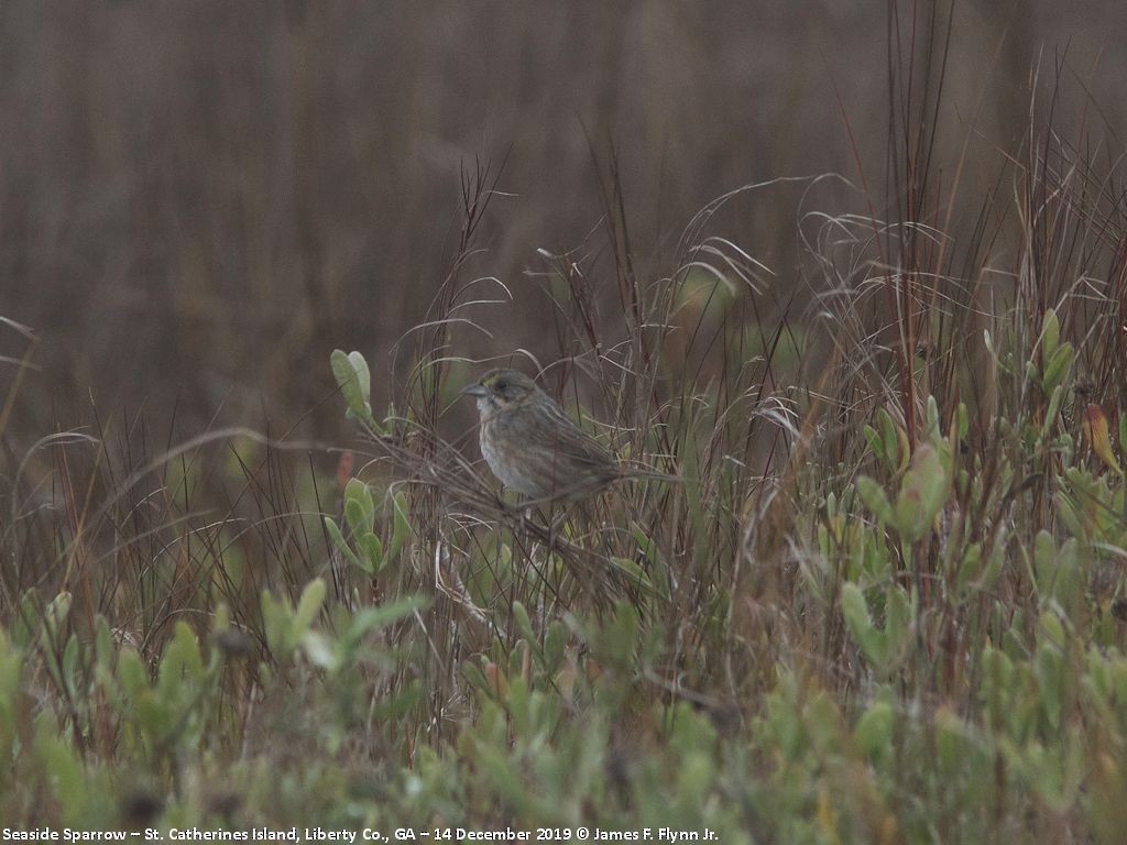 Seaside Sparrow - ML198387791