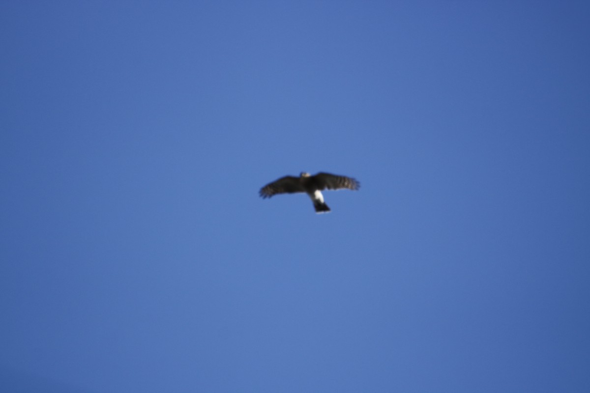 Sharp-shinned Hawk - ML198388891