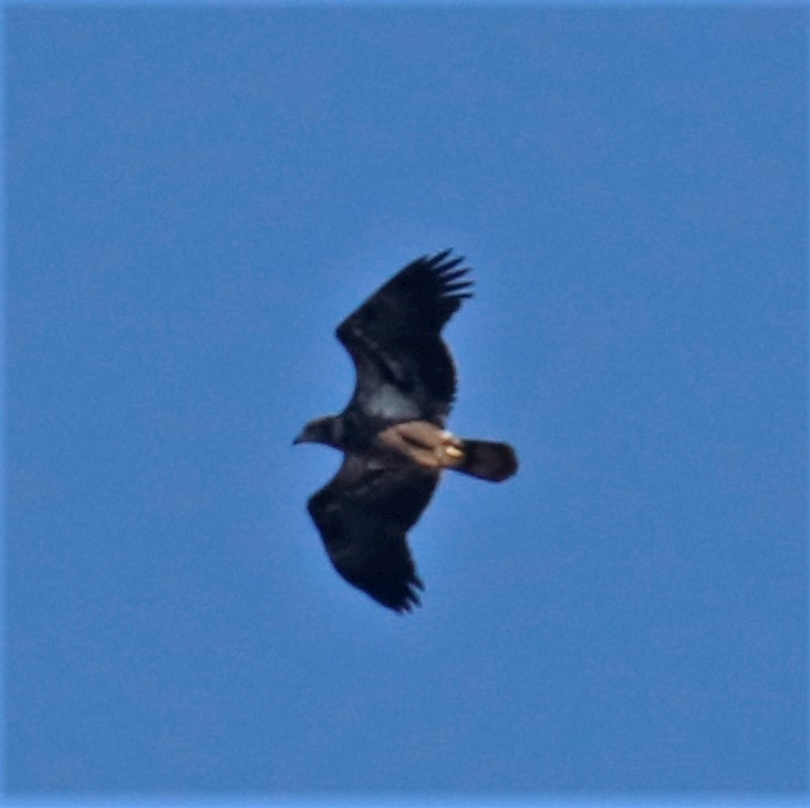 Bald Eagle - ML198388901