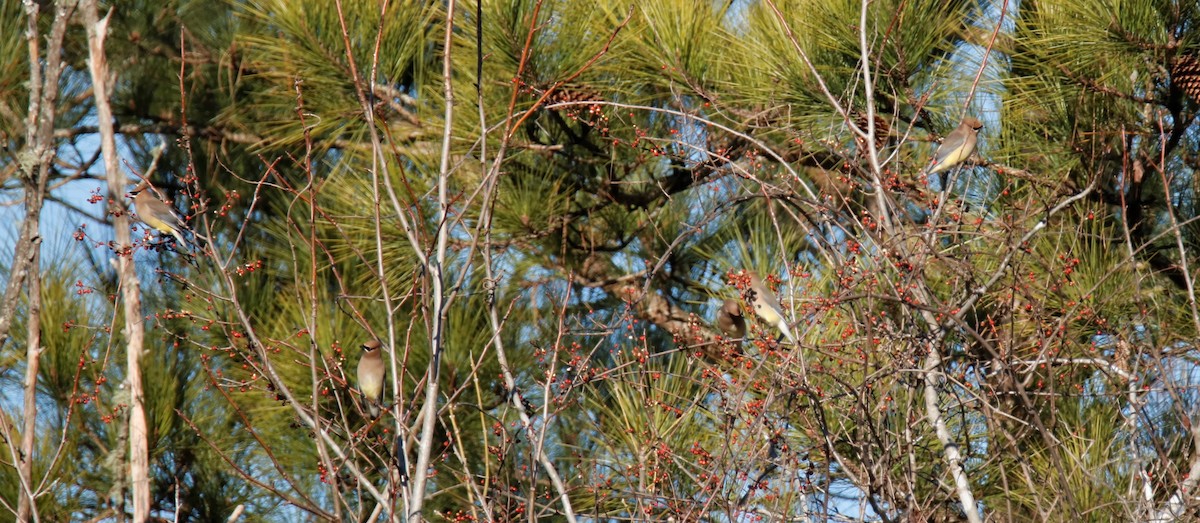 Cedar Waxwing - ML198389161