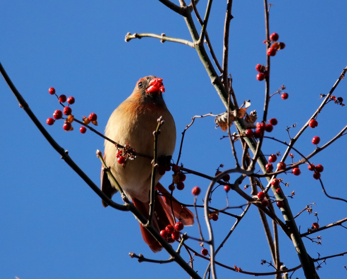 Northern Cardinal - ML198389691