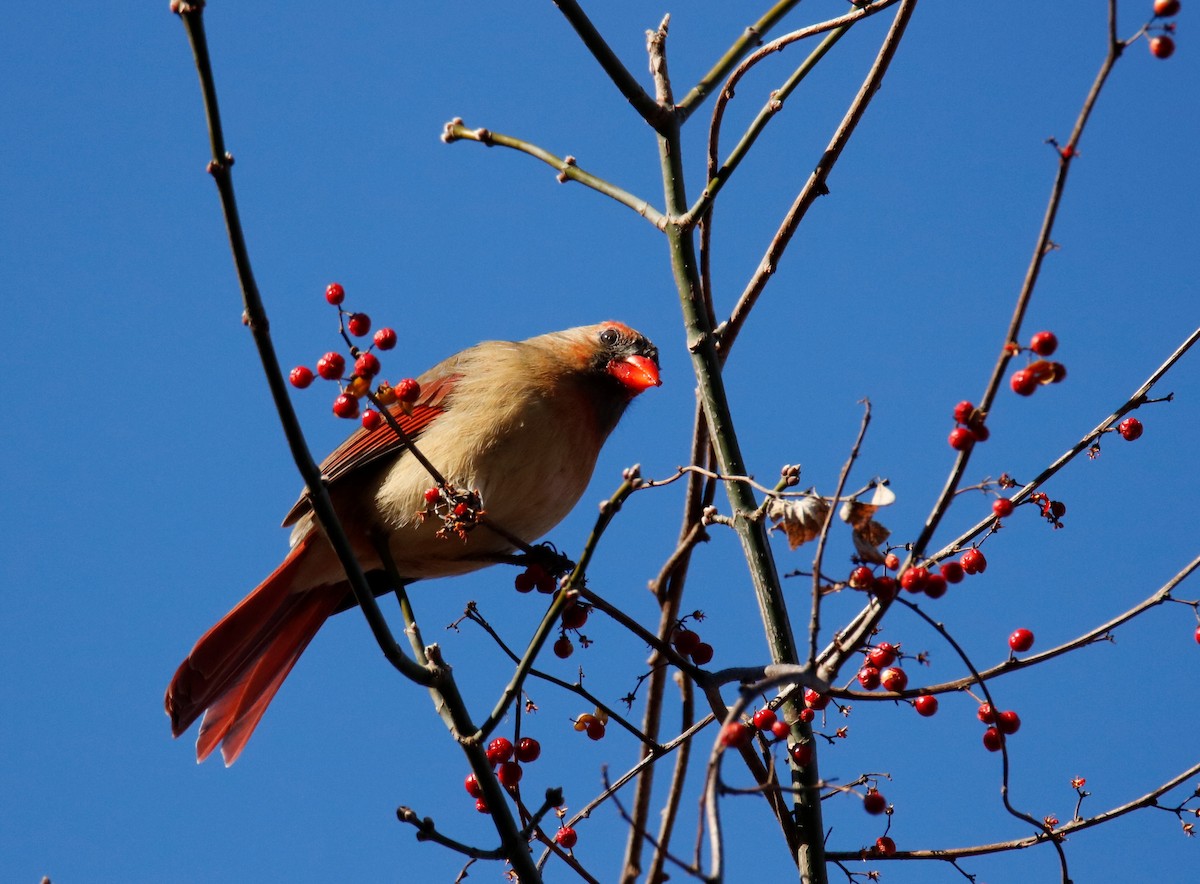 Northern Cardinal - ML198389701