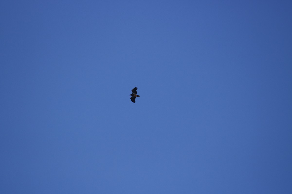Bald Eagle - ML198389931
