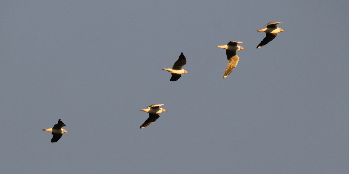 Gray-hooded Gull - Pablo Re