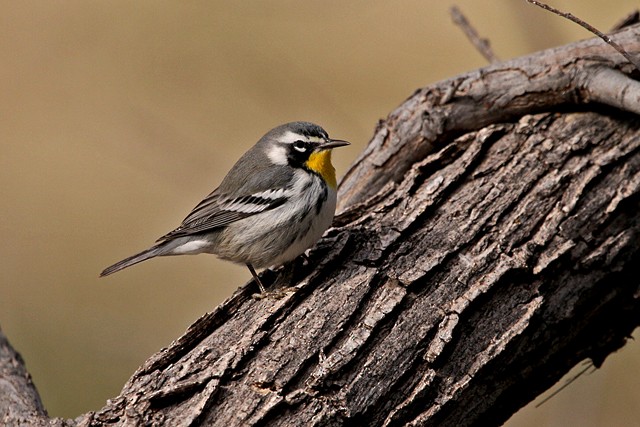 Yellow-throated Warbler - ML198393041