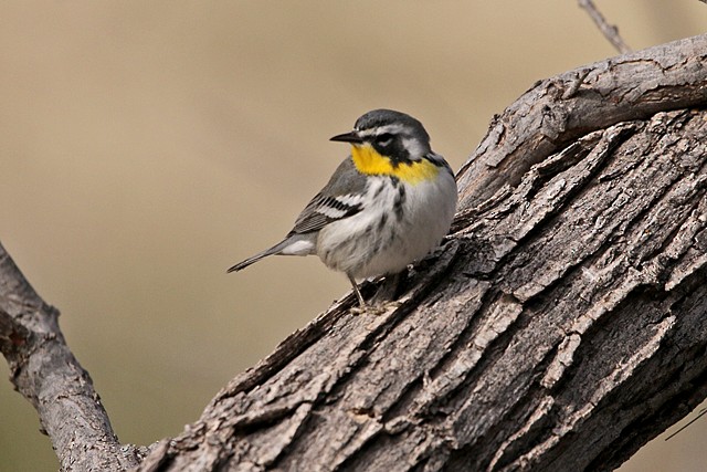 Paruline à gorge jaune - ML198393051