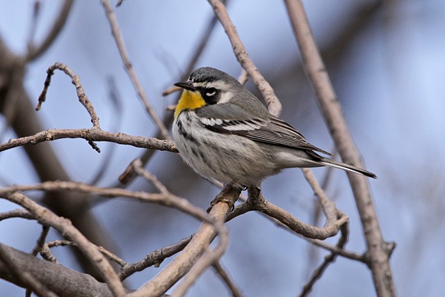 Yellow-throated Warbler - ML198393131