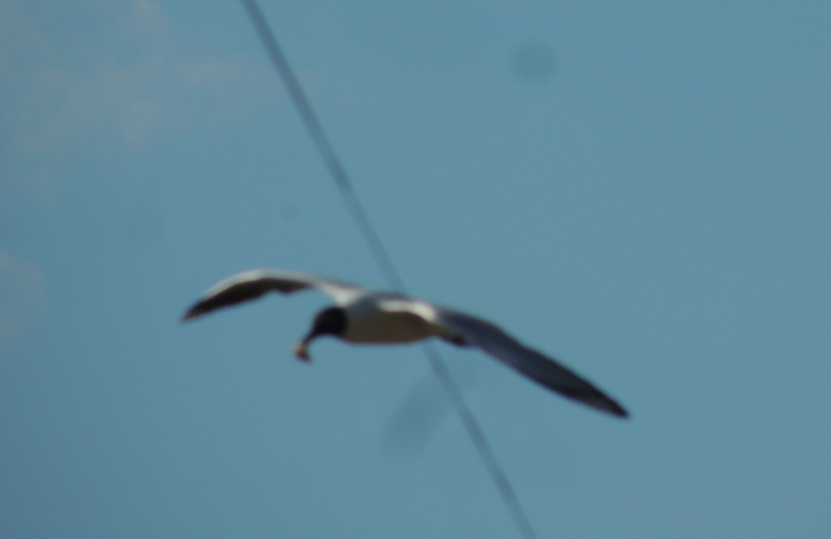 Andean Gull - ML198393961