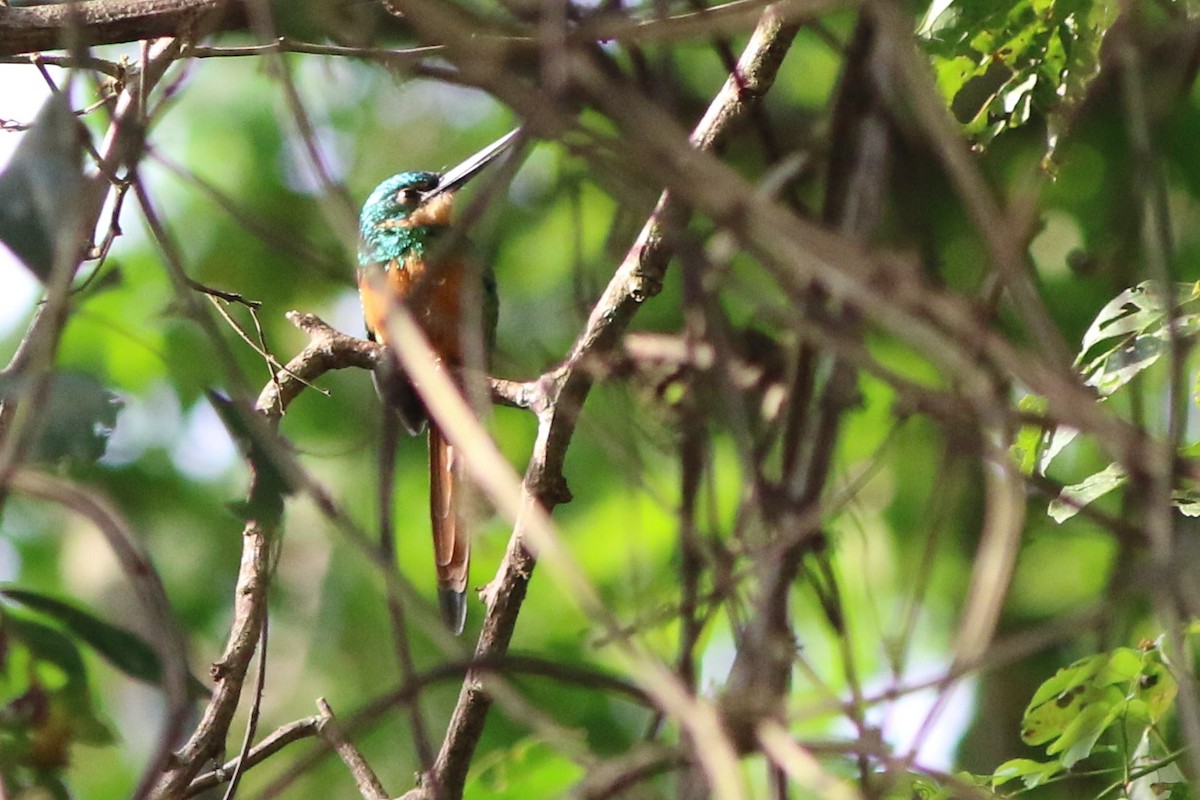 Jacamar à queue rousse - ML198394281