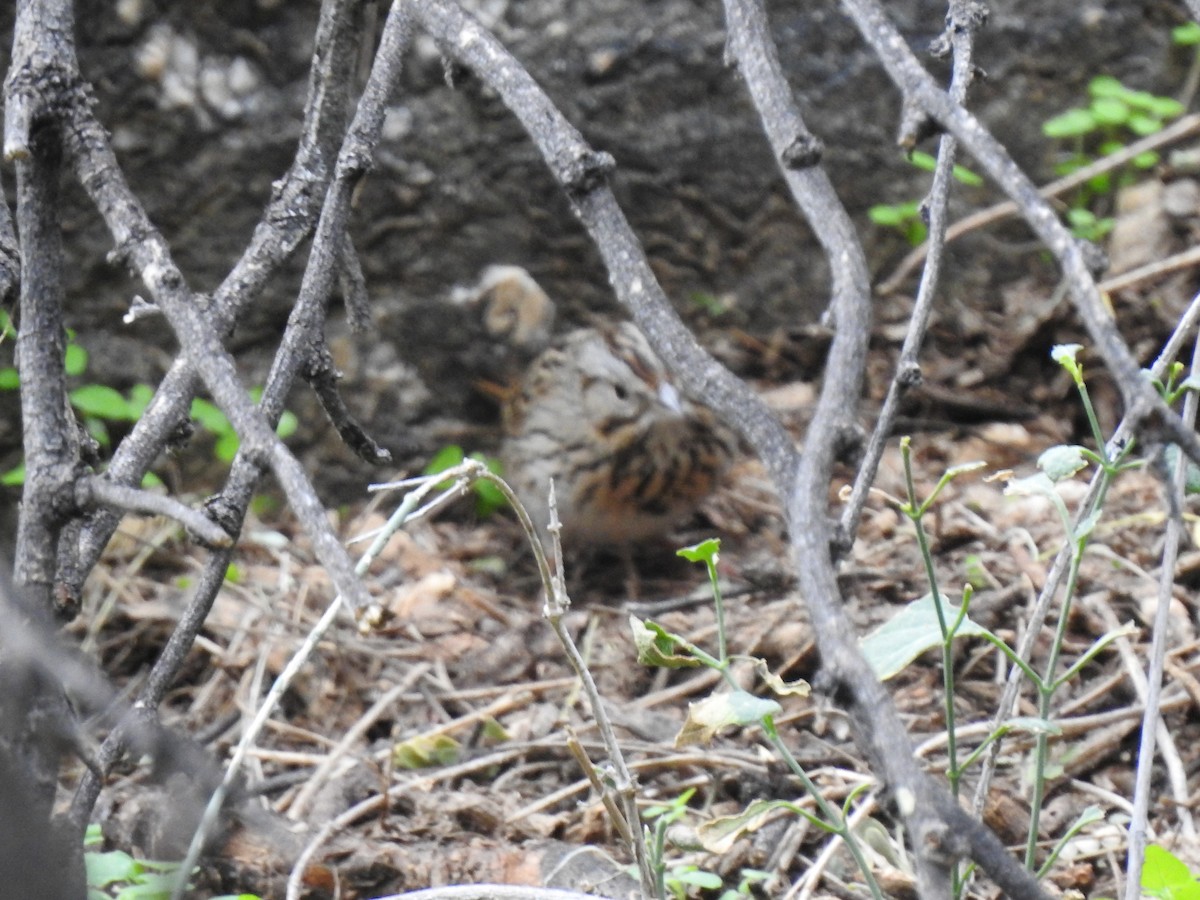 Lincoln's Sparrow - ML198396791