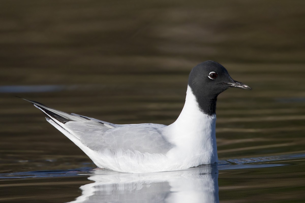 Bonaparte's Gull - ML198398241