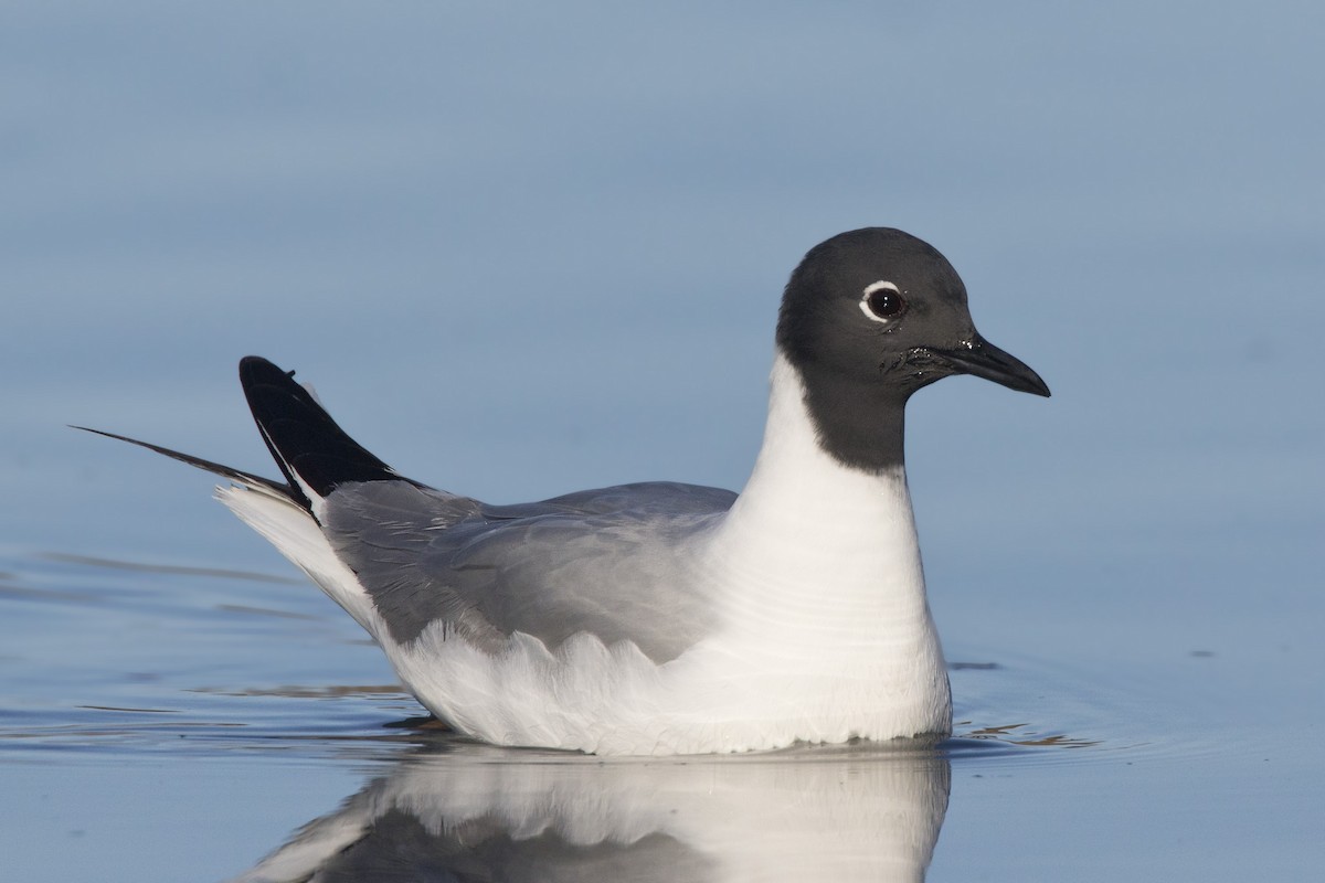 Mouette de Bonaparte - ML198398261