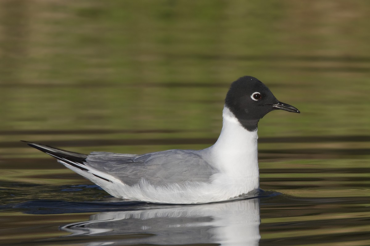 Mouette de Bonaparte - ML198398271