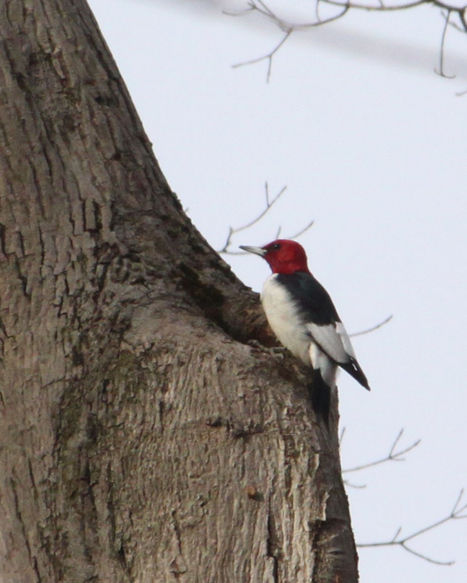 Red-headed Woodpecker - ML198403341