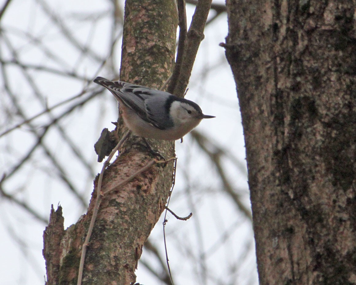 hvitbrystspettmeis (carolinensis) - ML198403541