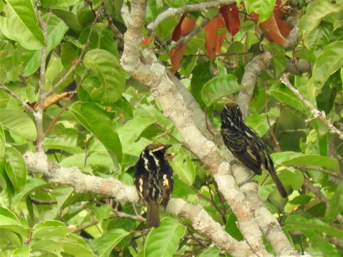 Black-spotted Barbet - Claudius  Feger