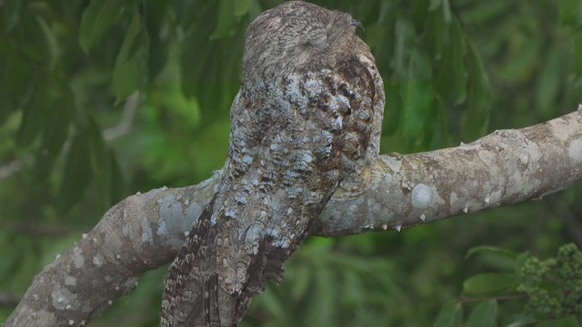 Great Potoo - ML198405091