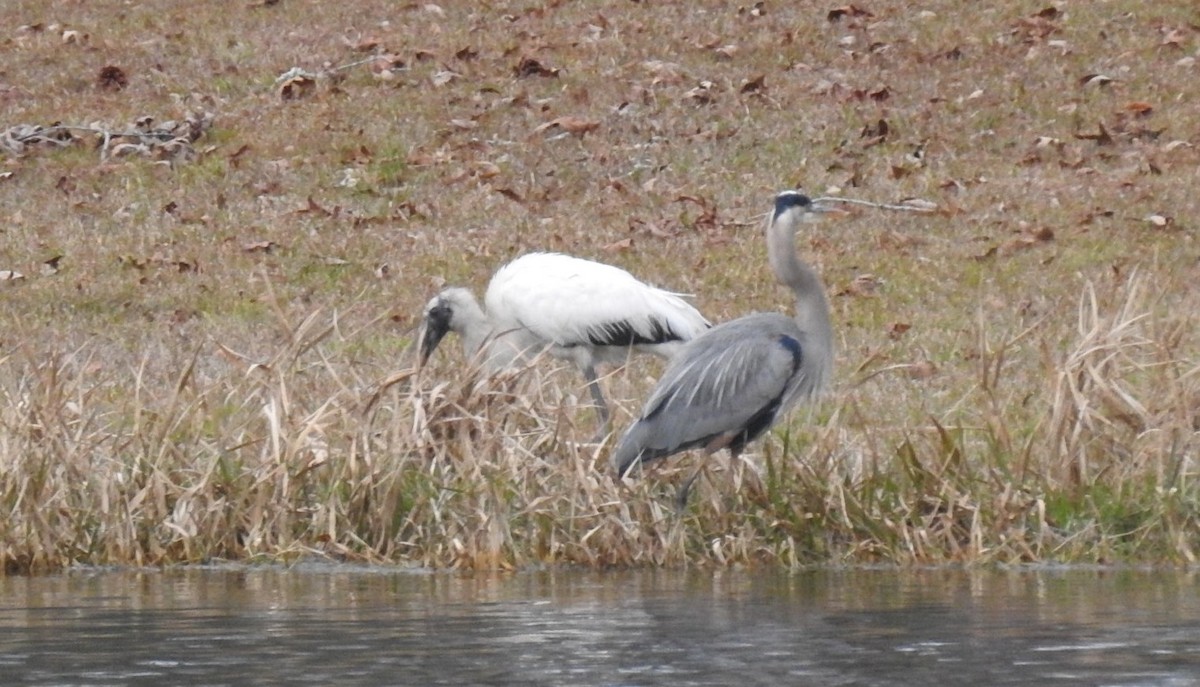 Wood Stork - Janine Robin