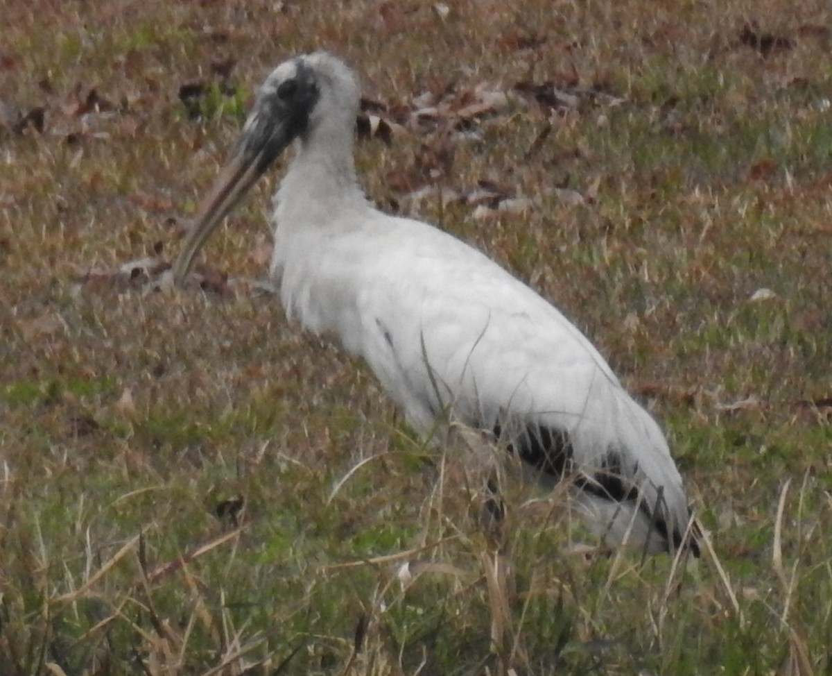 Wood Stork - ML198405401