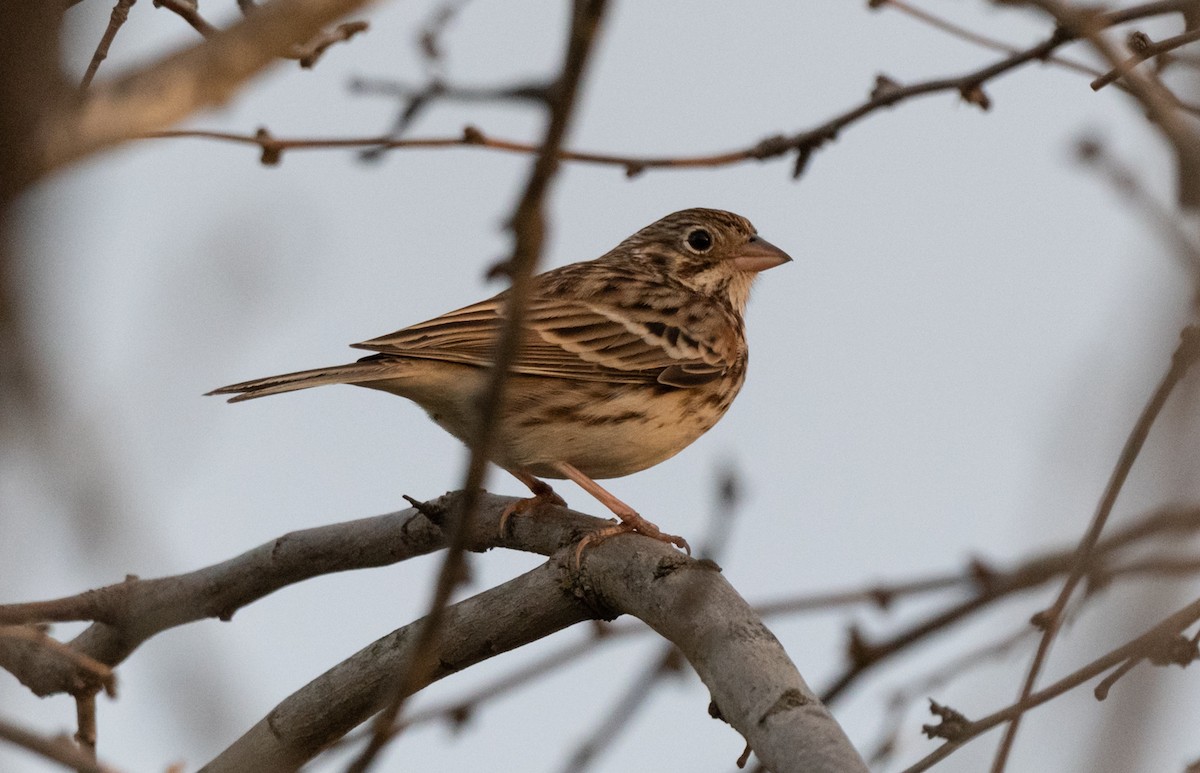 Vesper Sparrow - ML198407731
