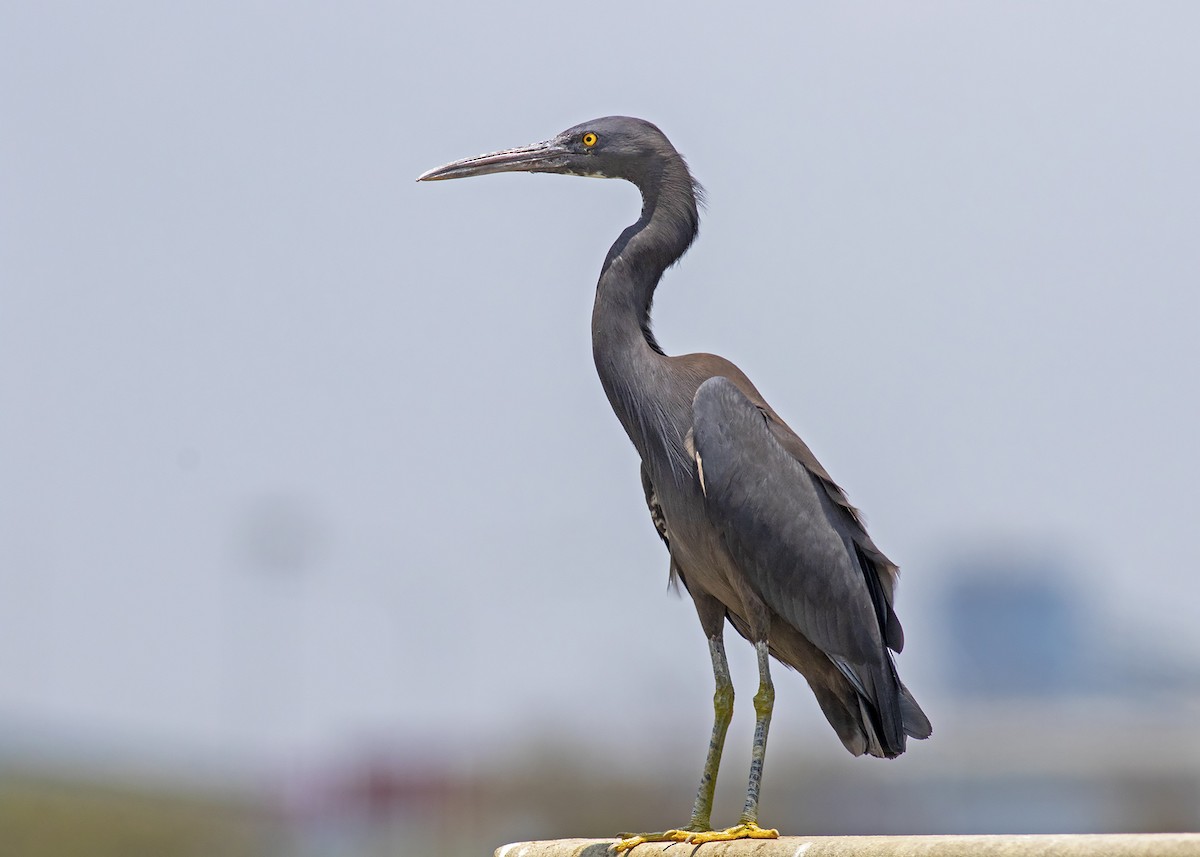 Pacific Reef-Heron - Stephen Murray