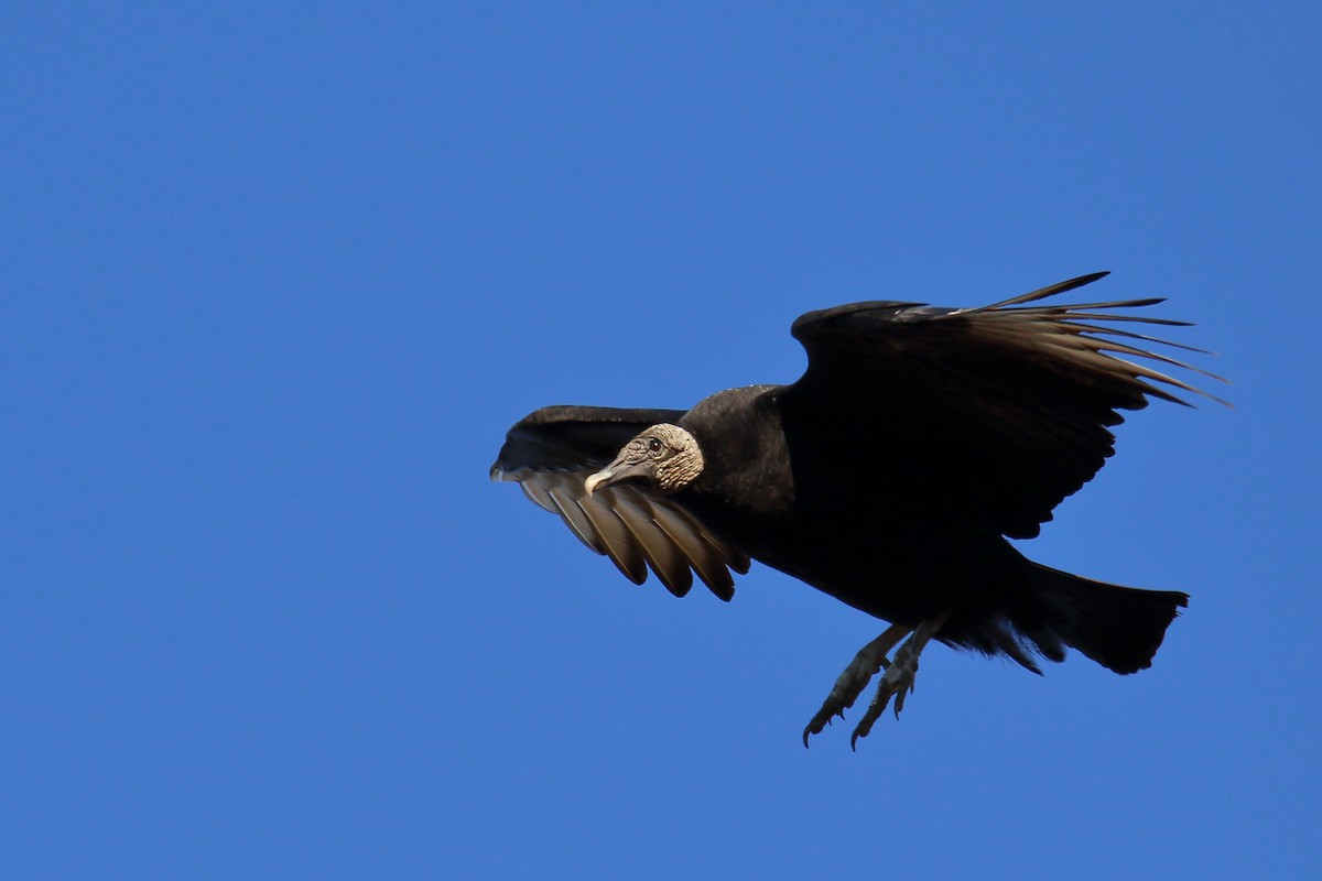 Black Vulture - ML198411381