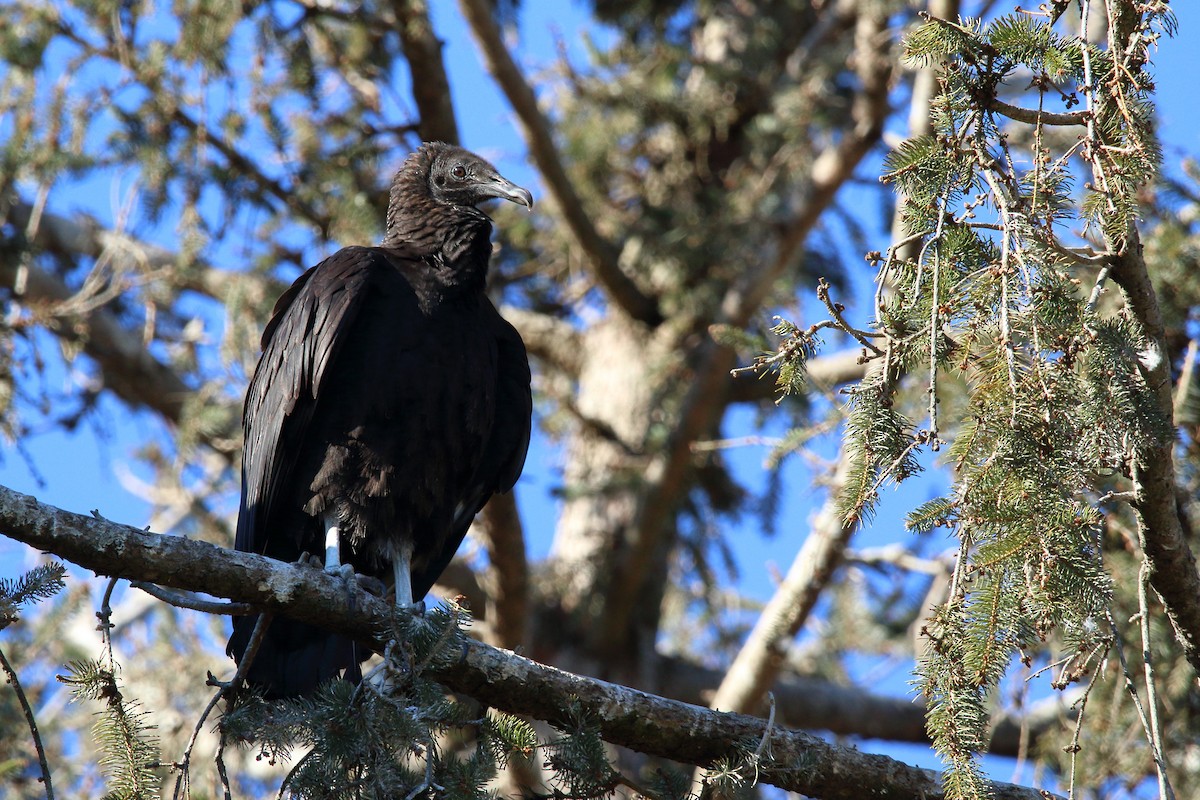 Black Vulture - ML198411421