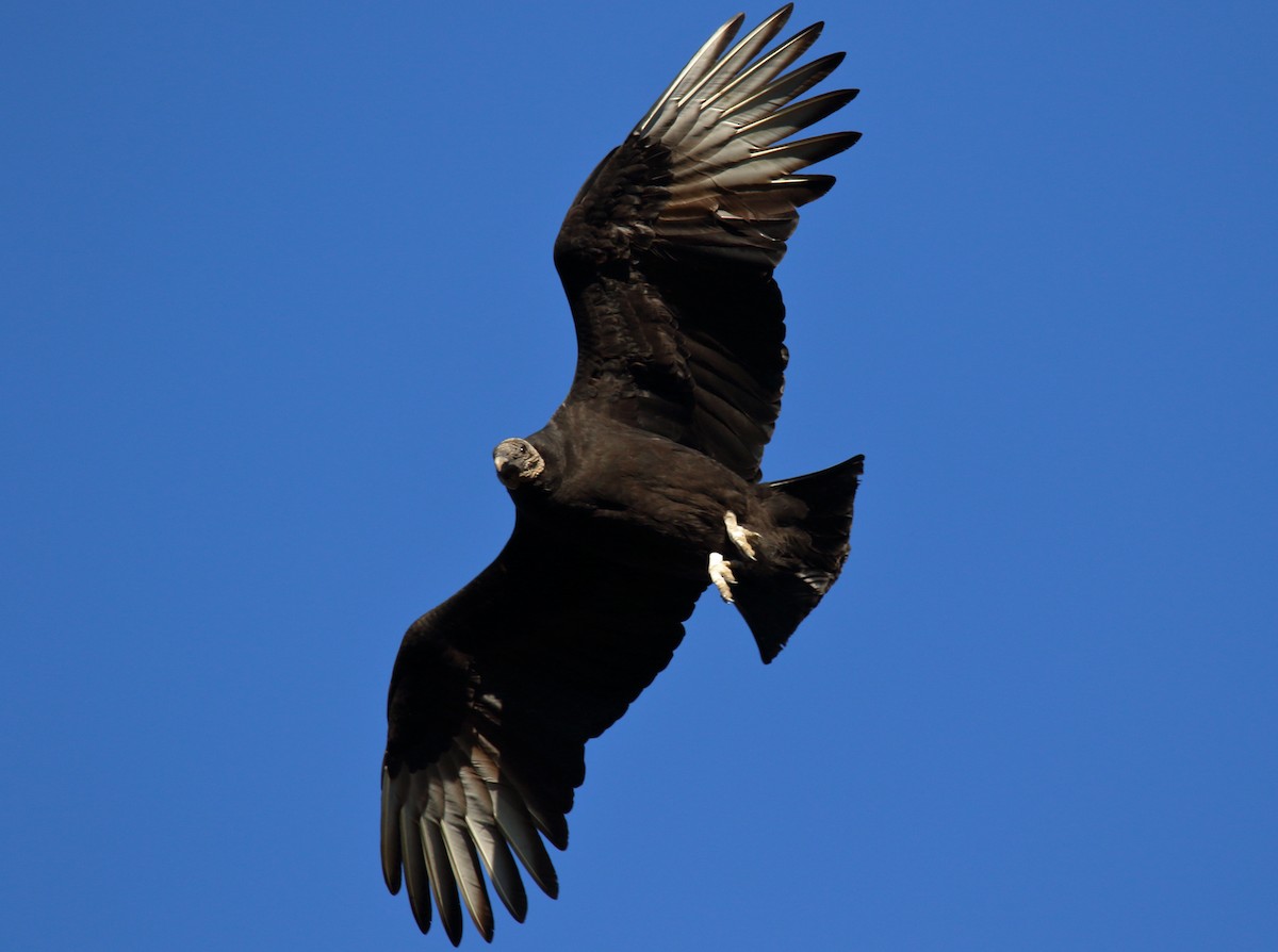 Black Vulture - ML198411531