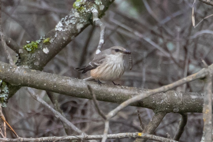 Vermilion Flycatcher - ML198412231