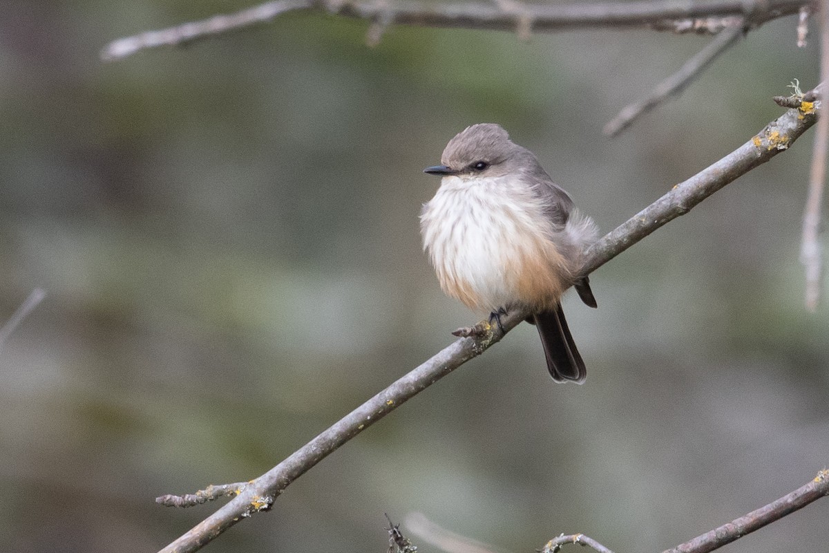 Vermilion Flycatcher - Audrey Addison