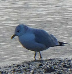 Ring-billed Gull - ML198413891