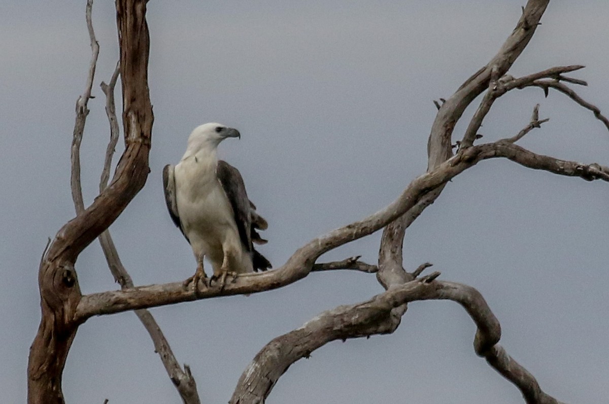 White-bellied Sea-Eagle - ML198414001