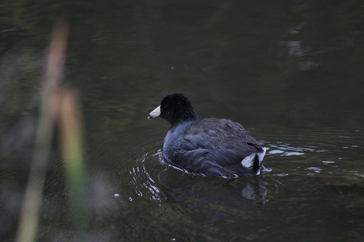 American Coot - ML198414221