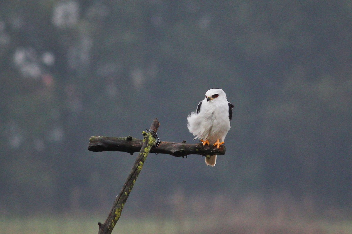 White-tailed Kite - ML198414271