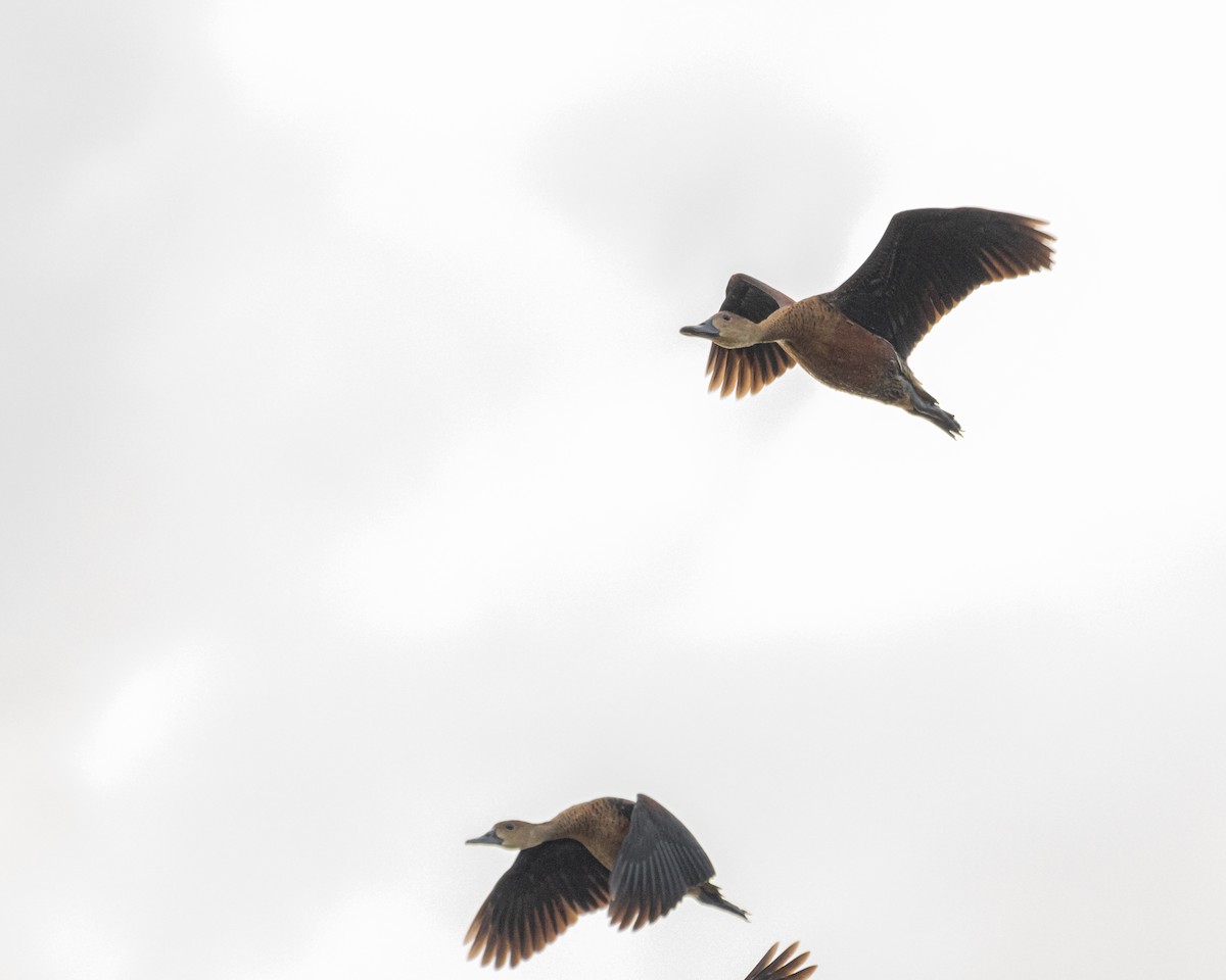 Wandering Whistling-Duck - ML198414341