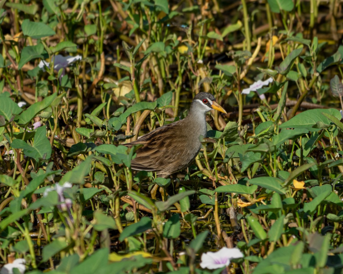 White-browed Crake - ML198414721