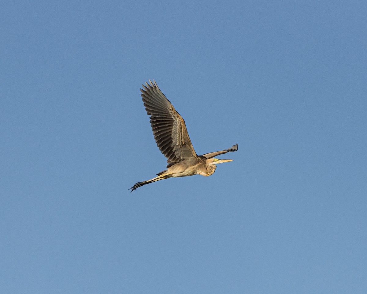 Purple Heron - ML198414901