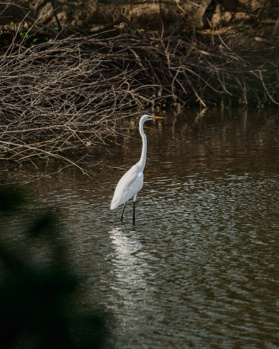 Great Egret - ML198414911
