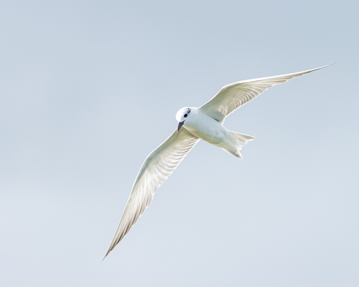 Whiskered Tern - ML198414991