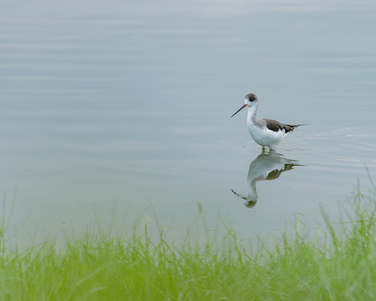 Black-winged Stilt - ML198415011