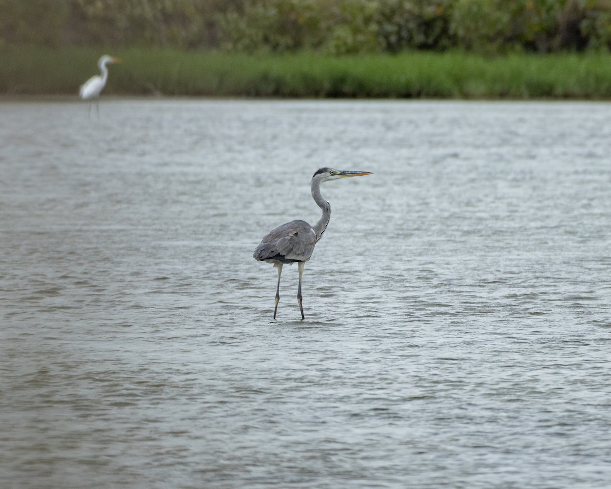 Gray Heron - ML198415081