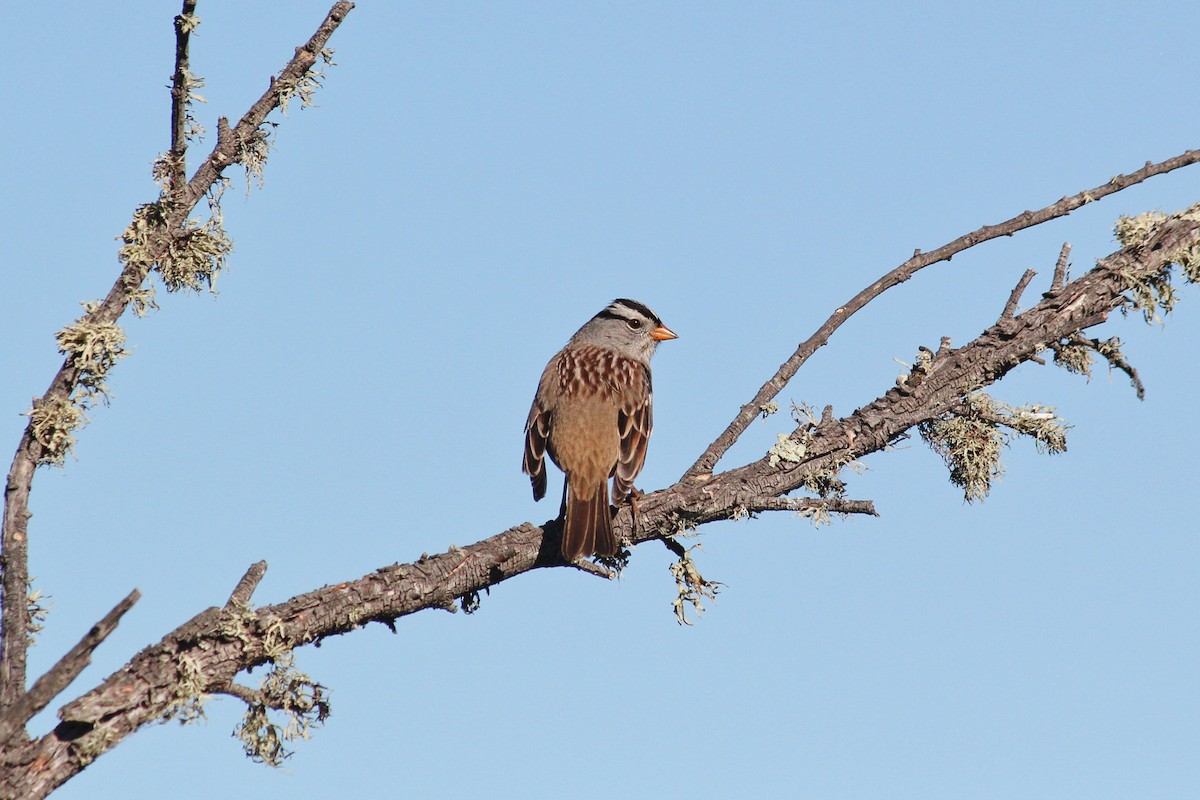 White-crowned Sparrow - I'm Birding Right Now (Teresa & Miles Tuffli)