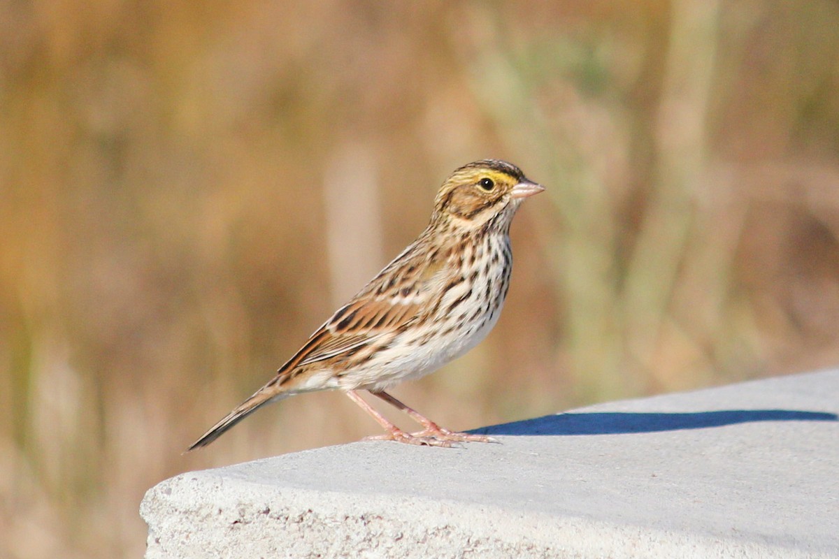Savannah Sparrow - I'm Birding Right Now (Teresa & Miles Tuffli)