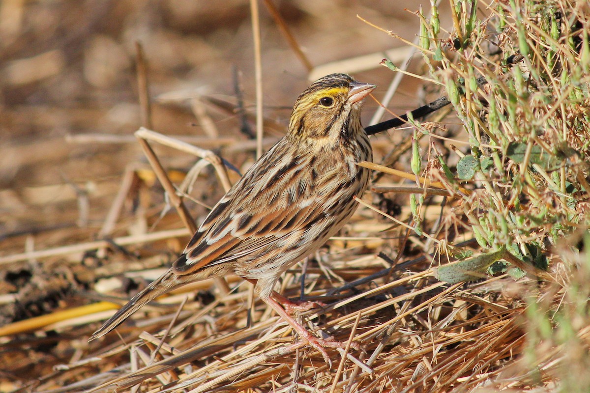 Savannah Sparrow - I'm Birding Right Now (Teresa & Miles Tuffli)