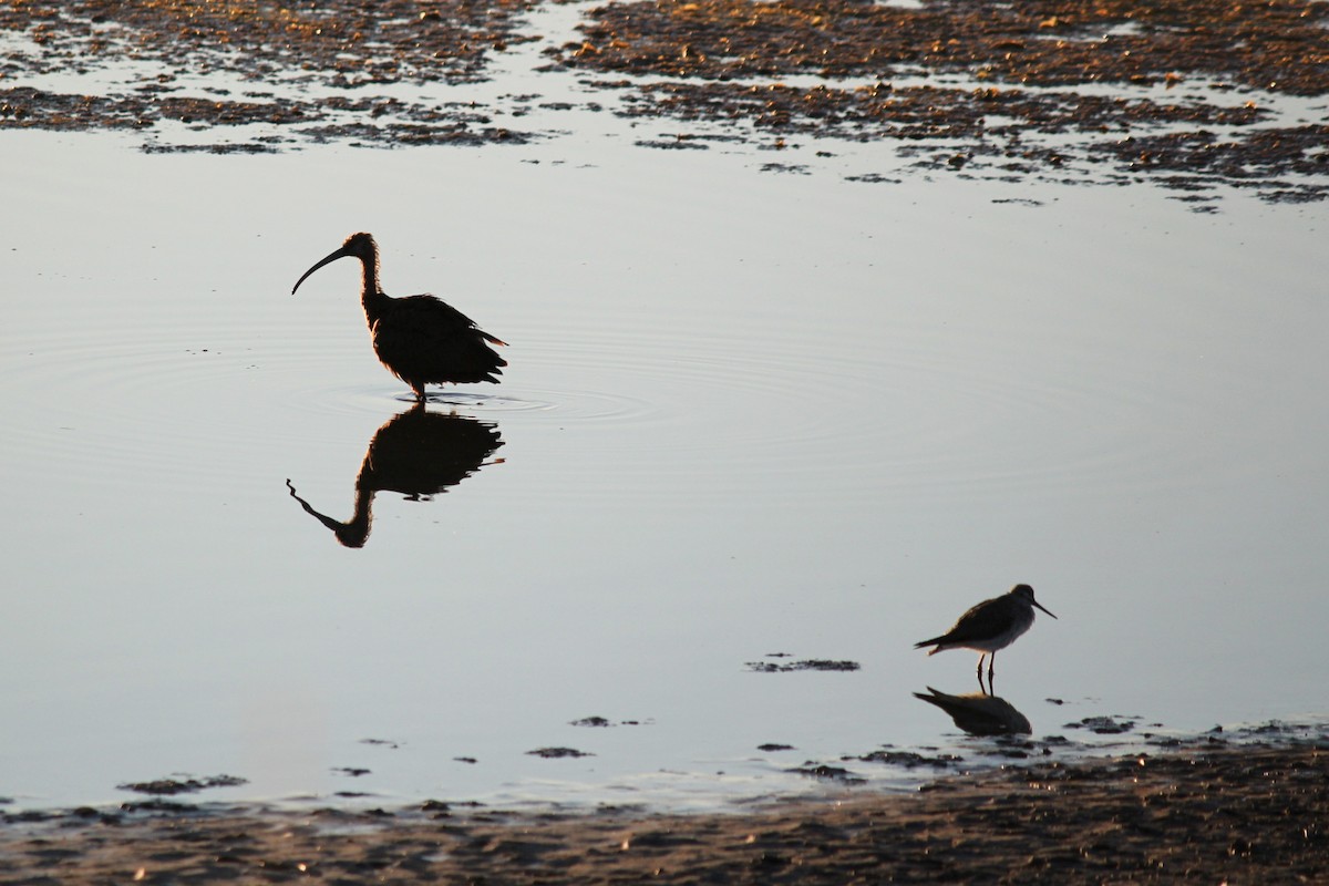 Greater Yellowlegs - ML198415751