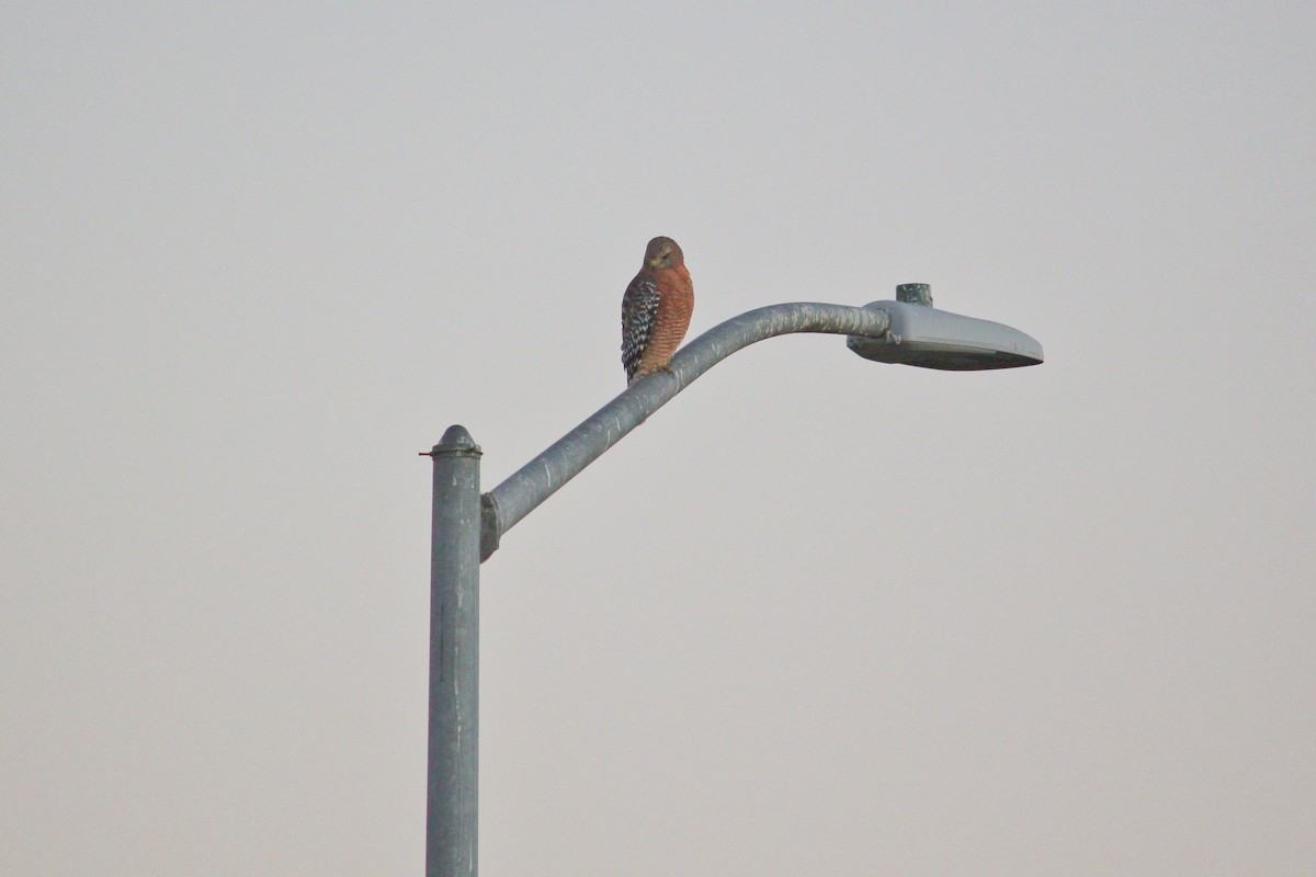 Red-shouldered Hawk - I'm Birding Right Now (Teresa & Miles Tuffli)